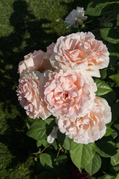 Blühender Schöner Rosenstrauß Frühlingsgarten — Stockfoto