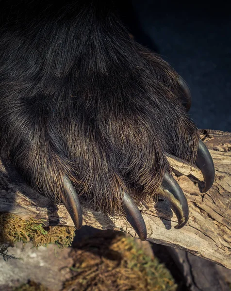 Black Bear Paw Sharp Claws View — Stock Photo, Image