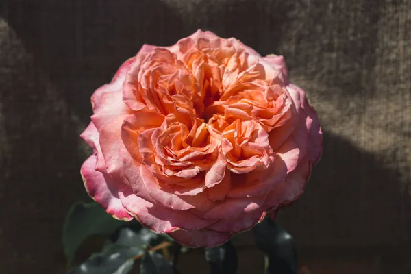 Beautiful Rose Brown Background — Stock Photo, Image