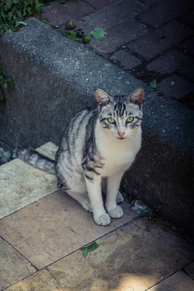 Fotos Gato Encantador Como Animal Doméstico Vista — Fotografia de Stock