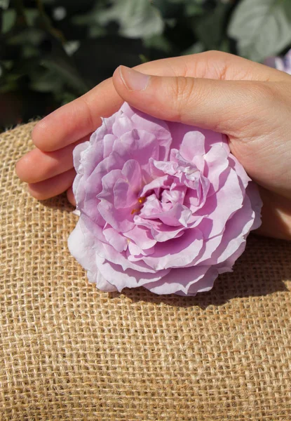 Piękna Świeża Róża Dłoni — Zdjęcie stockowe
