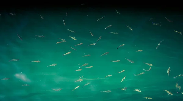 Fische Überfluss Schwimmen Wasser Des Meeres — Stockfoto