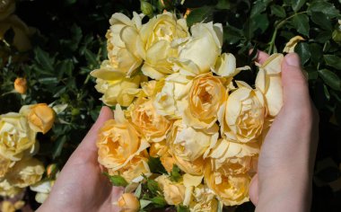 Elindeki güzel taze güller