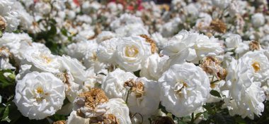 Bahçenin arka planında çiçek açan güzel renkli güller.