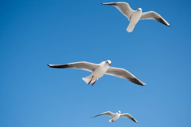 Arka plan olarak mavi gökyüzünde uçan martı.