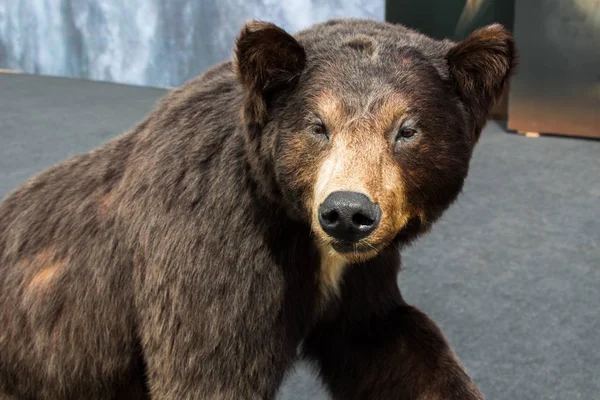 Vycpaný Velký Černý Medvěd Jako Divoké Zvíře Pohledu — Stock fotografie