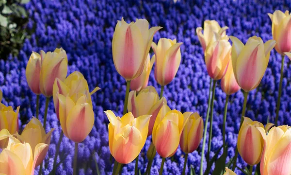 Colorful Tulip Flowers Bloom Spring Garden — Stock Photo, Image