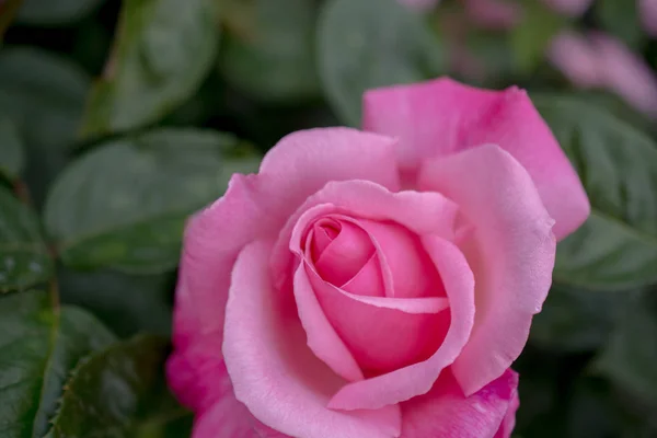 Beautiful Fresh Roses Close View — Stock Photo, Image