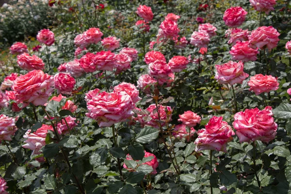 Blühender Schöner Rosenstrauß Frühlingsgarten — Stockfoto