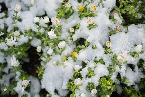 Baharın Ilk Çiçekleri Karların Altında Bir Bahçede — Stok fotoğraf