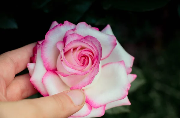 Hand Met Een Kleurrijke Rose Flower — Stockfoto