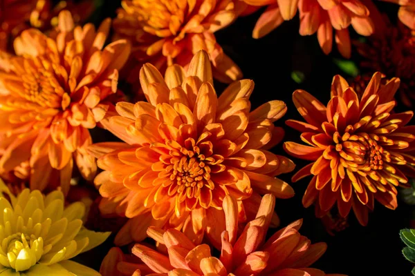 Hermosas Flores Frescas Como Fondo —  Fotos de Stock