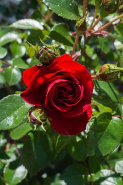 Bahçenin arka planında çiçeklenen güzel renkli gül tomurcukları