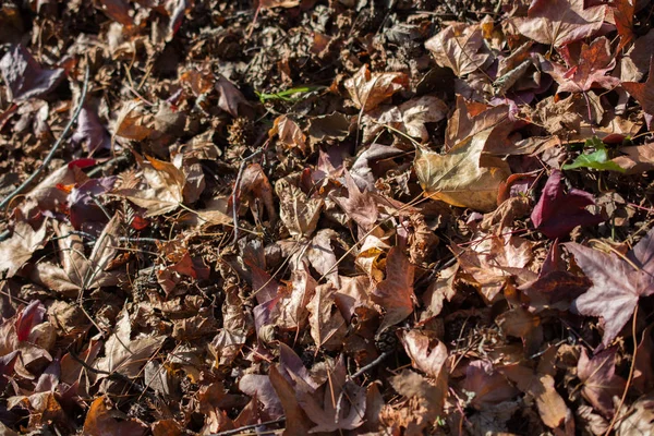 Textured Background Autumn Season Leaves — Stock Photo, Image