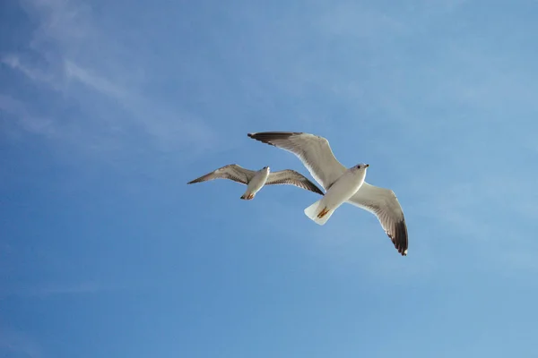 Les Mouettes Volent Dans Ciel Dessus Des Eaux Mer — Photo