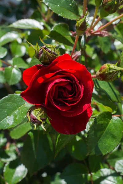 Blühende Schöne Bunte Rosenknospe Garten Hintergrund — Stockfoto