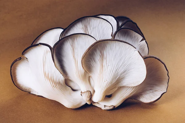 Cogumelo Ostra Pleurotus Ostreatus Como Cogumelo Facilmente Cultivado — Fotografia de Stock