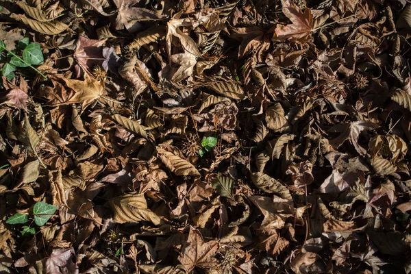 Fondo Texturizado Temporada Otoñal Con Hojas — Foto de Stock