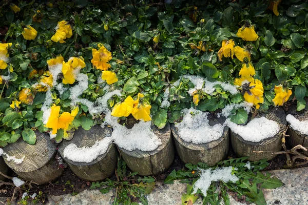 Frühe Blüten Des Frühlings Unter Schnee Garten — Stockfoto