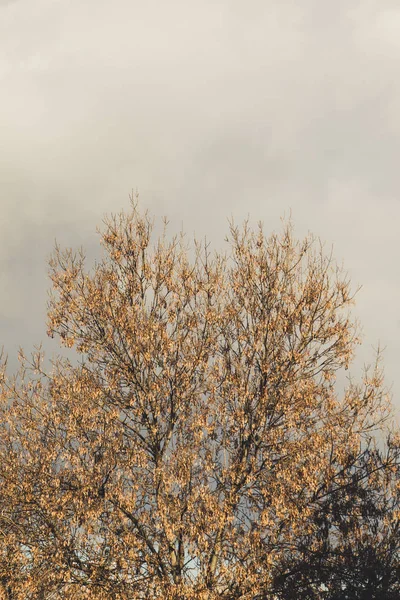 Achtergrond Van Het Herfstseizoen Met Bomen — Stockfoto