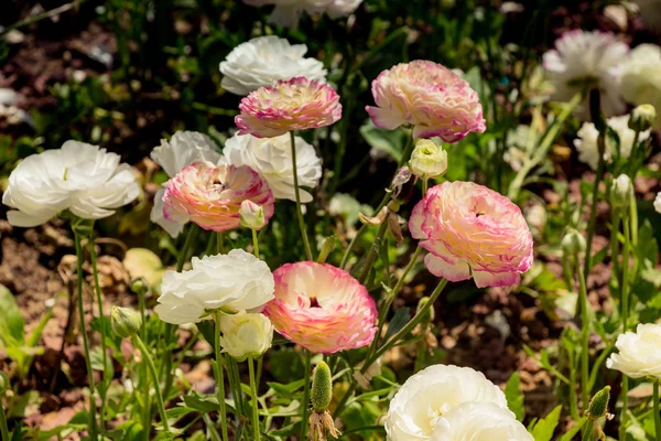 Flores Tulipán Colores Florecen Jardín Primavera — Foto de Stock