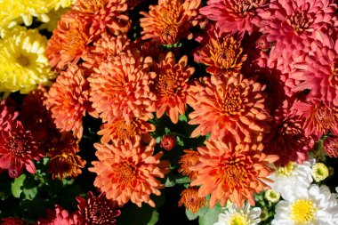 Arka plan olarak güzel taze çiçekler