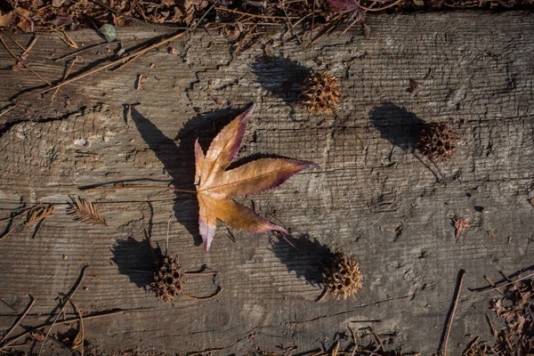 Una Hoja Seca Separada Los Tiempos Otoño —  Fotos de Stock