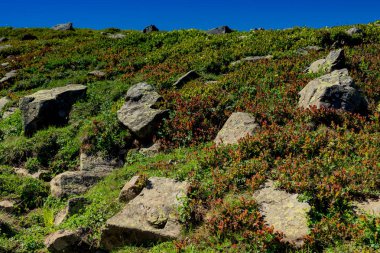 Türkiye 'nin Artvin kentindeki yaylada yeşil çimen