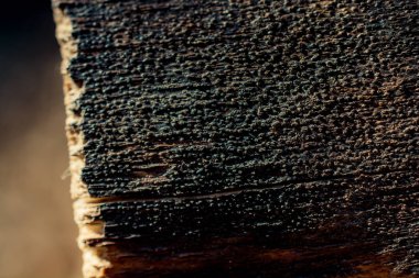 Arkaplan olarak doğal desenli ahşap doku