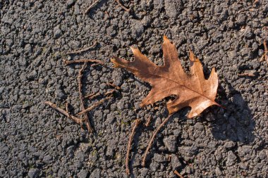 Sonbahar zamanlarının ayrı bir kuru yaprağı.