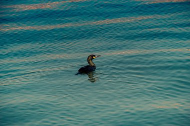 Vahşi yaşamın ve doğanın bir görüntüsü olarak sevimli bir kuş.