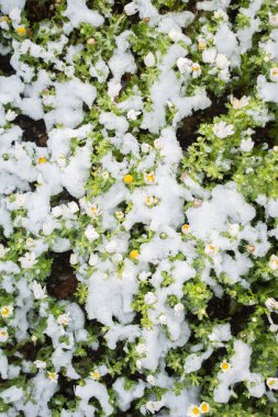 Baharın ilk çiçekleri karların altında bir bahçede