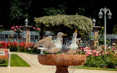 Vahşi bir deniz kuşu gibi tek bir martı.