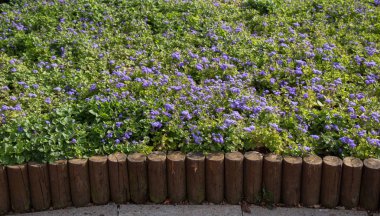 Çiçek açan güzel renkli taze doğal çiçekler.