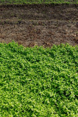 Bahar tarlasında filizlenen tarımsal ekinler