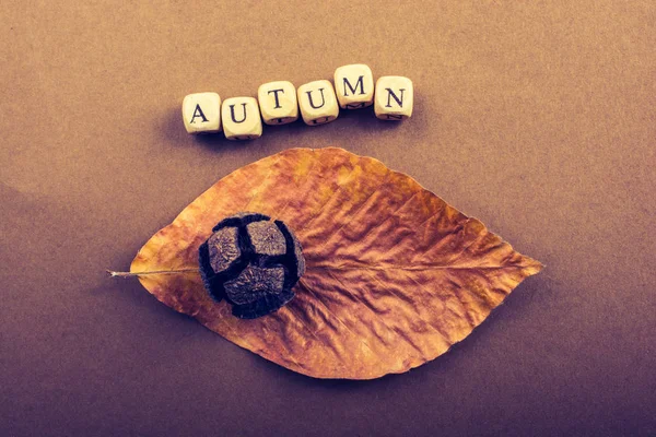 Autumn Fall Composition Concept Word Autumn — Stock Photo, Image