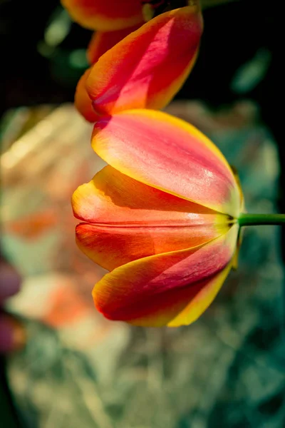 Flor Colorida Tulipán Con Fondo Colorido —  Fotos de Stock