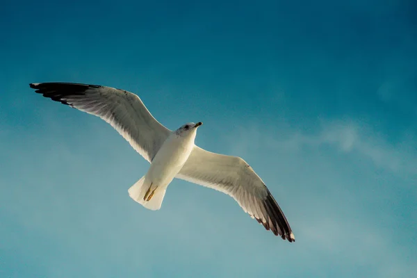 Gaivota Voando Céu Azul Sobre Águas Mar — Fotografia de Stock