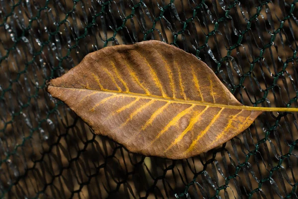 Een Apart Droog Blad Van Herfsttijd — Stockfoto