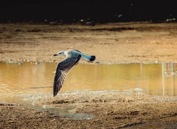 Enskild Mås Som Flyger Himlen Sikte — Stockfoto