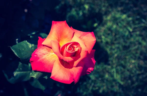 Belle Fleur Rose Colorée Sur Fond Jardin — Photo