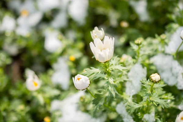 Primeiras Flores Primavera Sob Neve Jardim — Fotografia de Stock