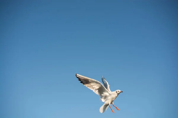 Mavi Arka Planda Uçan Tek Bir Martı — Stok fotoğraf