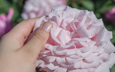 Renkli bir gül çiçeğini tutarken