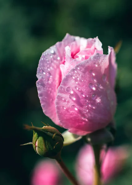 Hermosa Rosa Colorida Con Gotas Agua Ella — Foto de Stock