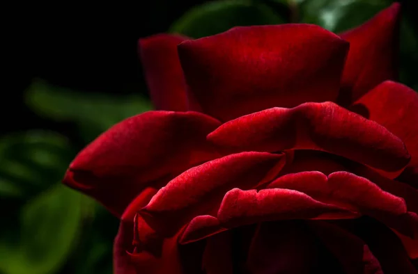 Rosa Roja Vista Cerca — Foto de Stock