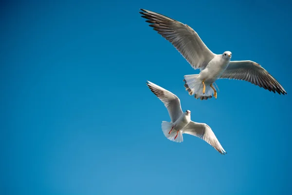 Mouette Unique Volant Dans Fond Bleu Ciel — Photo