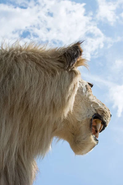 Tête Lion Farci Avec Bouche Ouverte Vue — Photo