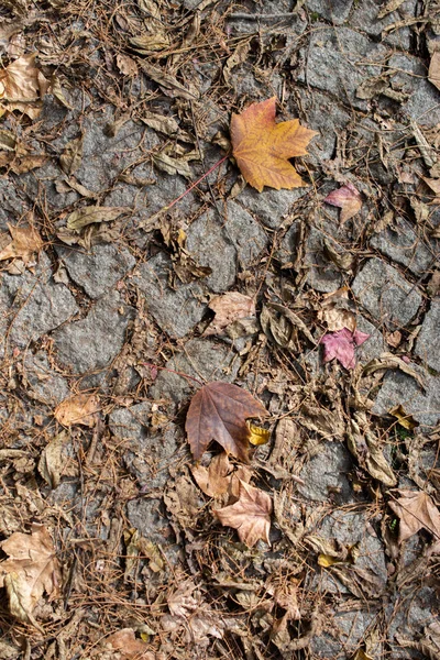 Herfst Bladeren Textuur Voor Achtergrond Bladachtergrond Textuur — Stockfoto