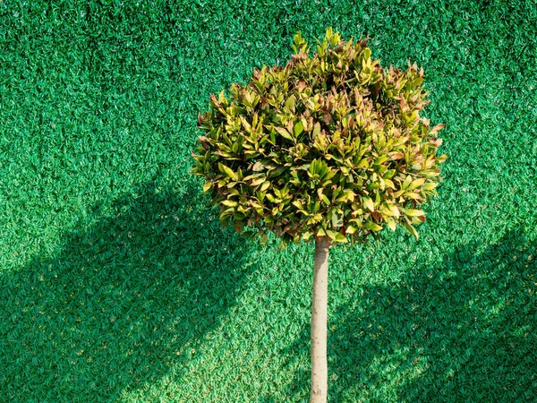 Joven Árbol Verde Crece Naturaleza —  Fotos de Stock